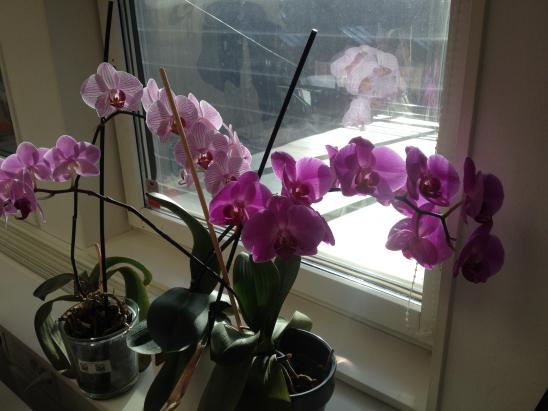 Framtidens expert får orkidéerna att blomma